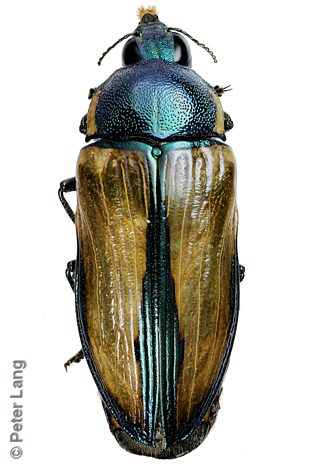 Temognatha lessonii, PL2464, female, SL, 33.5 × 13.2 mm